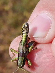 Melanoplus digitifer