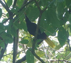 Psarocolius montezuma