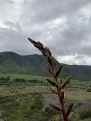 Puya coerulea