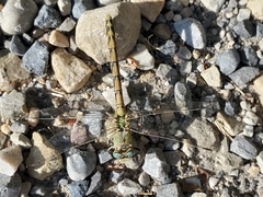 Ophiogomphus severus