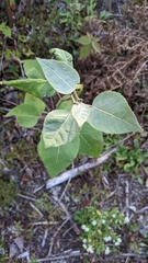 Populus grandidentata