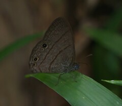 Hermeuptychia hermes