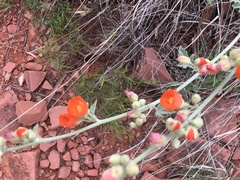 Sphaeralcea parvifolia