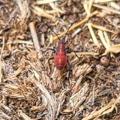 Boisea rubrolineata