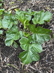 Acanthus mollis