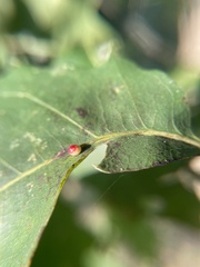 Zopheroteras sphaerula