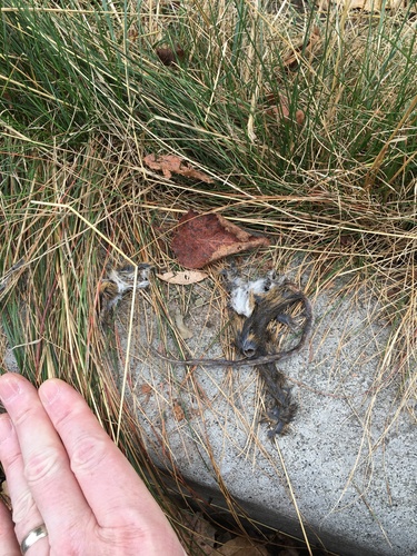 Pacific Jumping Mouse