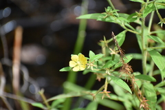Ludwigia leptocarpa