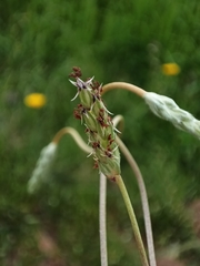 Plantago hispidula