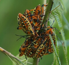Pachylis nervosus