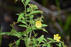 Ludwigia leptocarpa