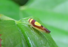 Colladonus clitellarius