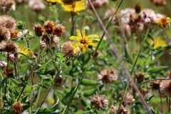 Heterotheca camporum