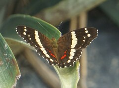 Anartia fatima