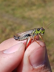 Melanoplus uinta