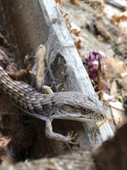 Elgaria multicarinata webbii