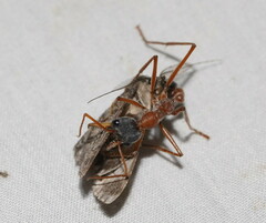 Myrmecia