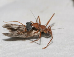 Myrmecia