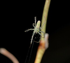 Araneus talipedatus
