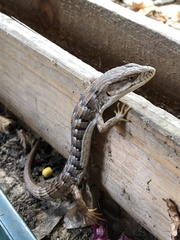 Elgaria multicarinata webbii