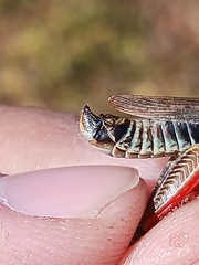 Melanoplus uinta