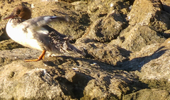 Mergus merganser