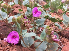 Mirabilis multiflora