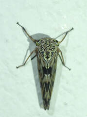 Neobalinae