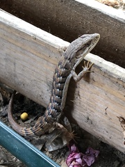 Elgaria multicarinata webbii