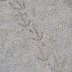 Geococcyx californianus