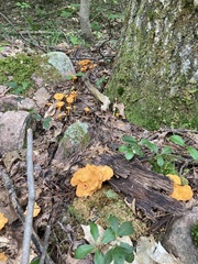 Craterellus