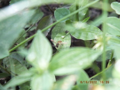 Toxomerus floralis