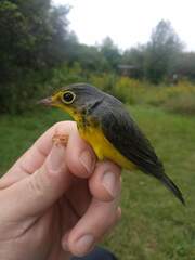 Cardellina canadensis