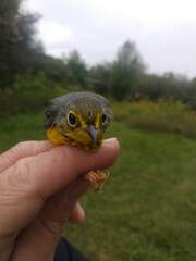 Cardellina canadensis