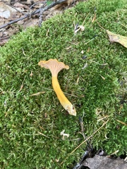 Craterellus