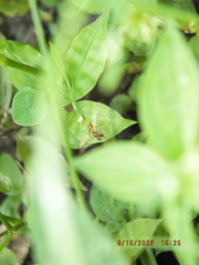Toxomerus floralis