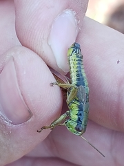 Melanoplus digitifer