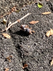 Graptopsaltria nigrofuscata