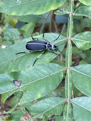 Epicauta cinerea-group