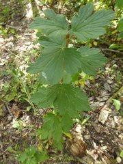 Ribes oxyacanthoides