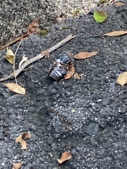 Graptopsaltria nigrofuscata