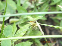 Toxomerus floralis