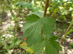 Ribes oxyacanthoides