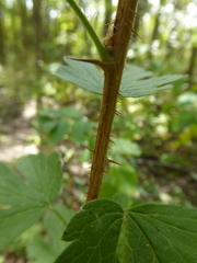 Ribes oxyacanthoides