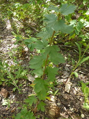 Ribes oxyacanthoides