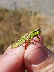 Melanoplus digitifer