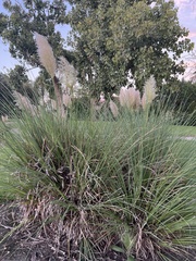 Cortaderia selloana