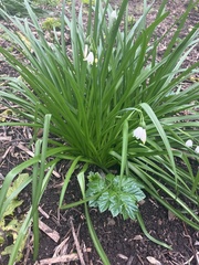 Leucojum aestivum