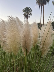 Cortaderia selloana