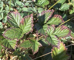 Rubus arcuans